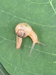 Helicarion perfragilis