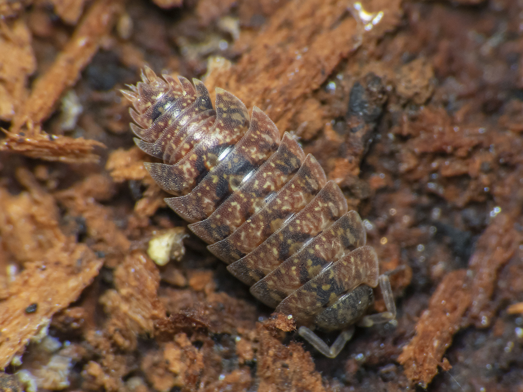 Laninoniscus
