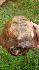 Notochelys platynota