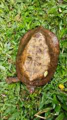 Notochelys platynota