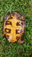 Notochelys platynota