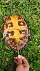 Notochelys platynota