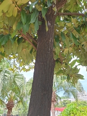 Diospyros blancoi