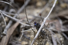 Maratus karrie