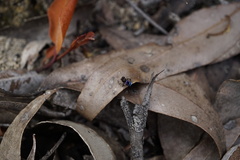 Maratus karrie