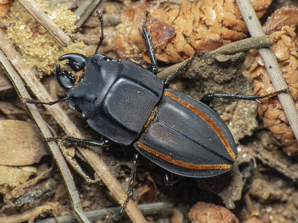 Erichius vittatus
