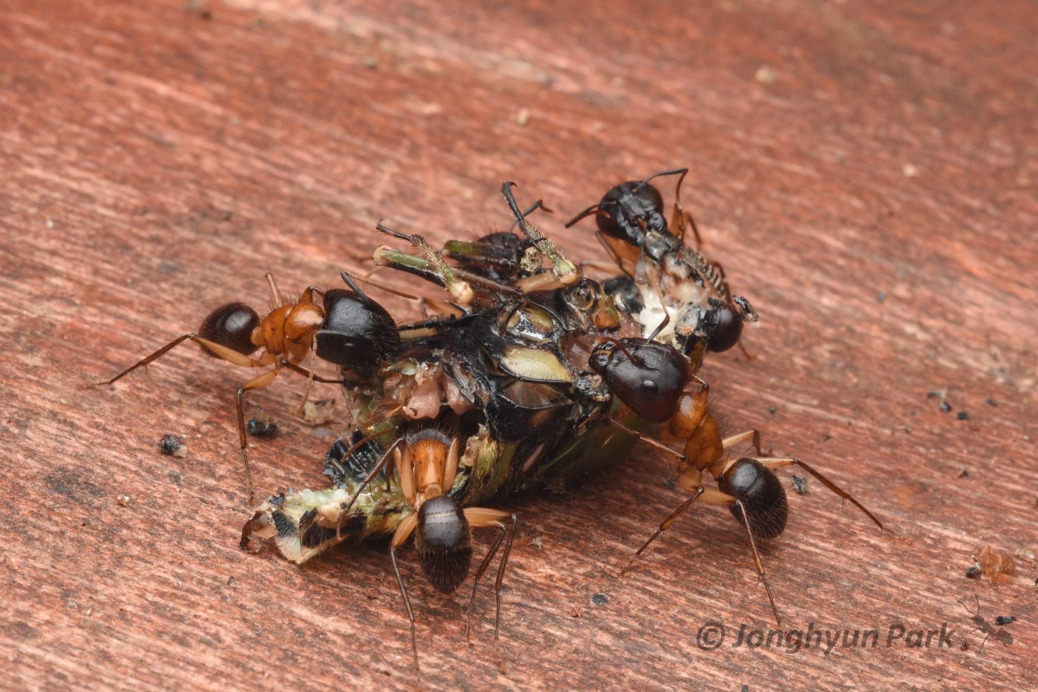 Camponotus atriceps