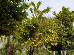 Diospyros blancoi
