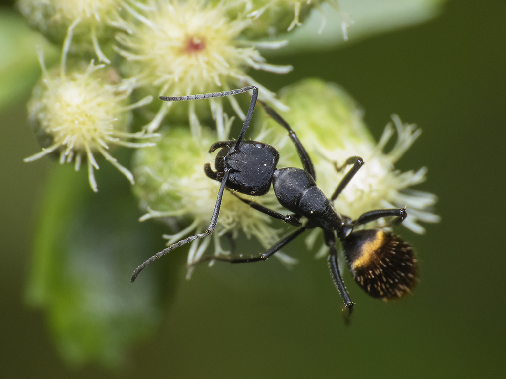 Camponotus chilensis · iNaturalist