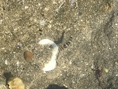 Abudefduf concolor