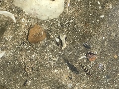 Abudefduf concolor