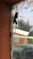 Dotocryptus bellicosus