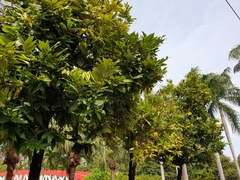 Diospyros blancoi
