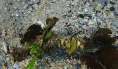 Diopatra dentata