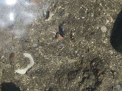 Abudefduf concolor