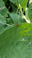 Neolema quadriguttata