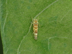 Eupteryx melissae