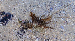Diopatra dentata