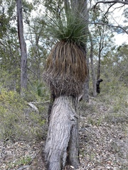 Xanthorrhoea platyphylla
