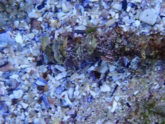 Diopatra dentata