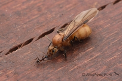 Dolichoderus doloniger