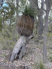 Xanthorrhoea platyphylla