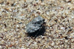 Gelastocoris