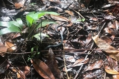 Dendrelaphis striolatus