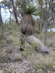 Xanthorrhoea platyphylla
