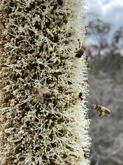 Xanthorrhoea platyphylla