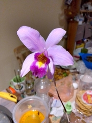 Laelia
