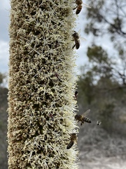 Xanthorrhoea platyphylla