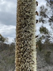 Xanthorrhoea platyphylla