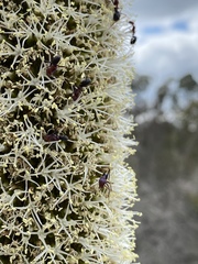 Xanthorrhoea platyphylla