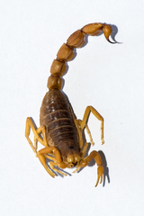 Parabuthus pallidus