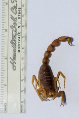 Parabuthus pallidus