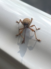 Curculio proboscideus