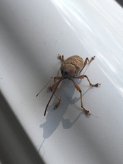 Curculio proboscideus