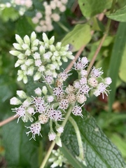 Eupatorium perfoliatum
