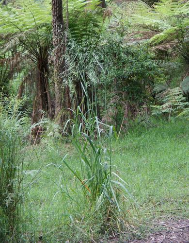 Dryopoa dives (F.Muell.) Vickery