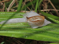 Lymanopoda tolima