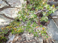 Sageretia wrightii