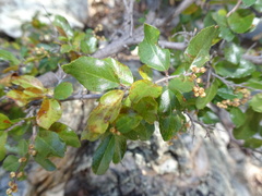 Sageretia wrightii