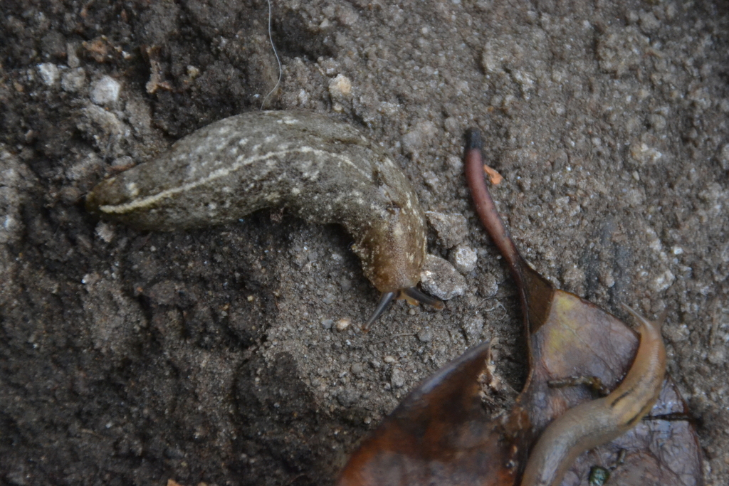 Heterovaginina limayana