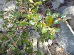 Sageretia wrightii