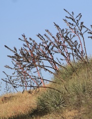 Puya coerulea