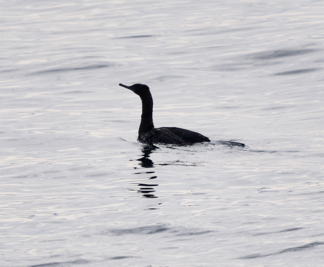 Pelagic Cormorant