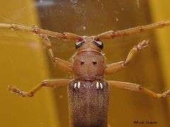 Eburia