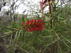 Melaleuca subulata