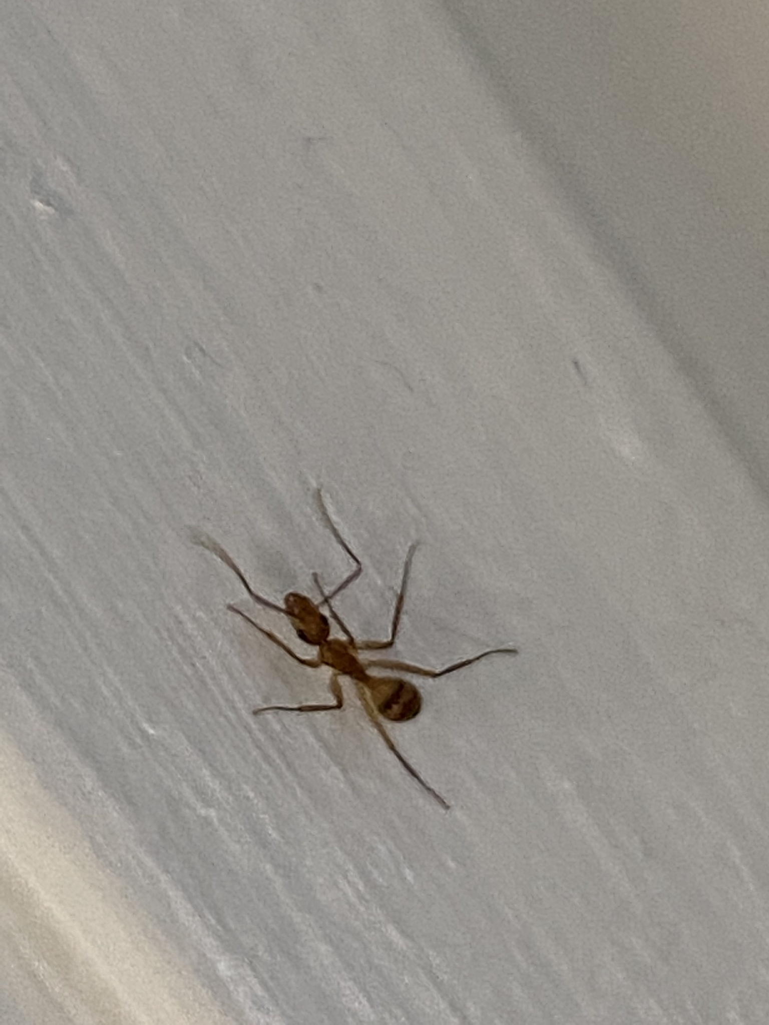 Camponotus zonatus